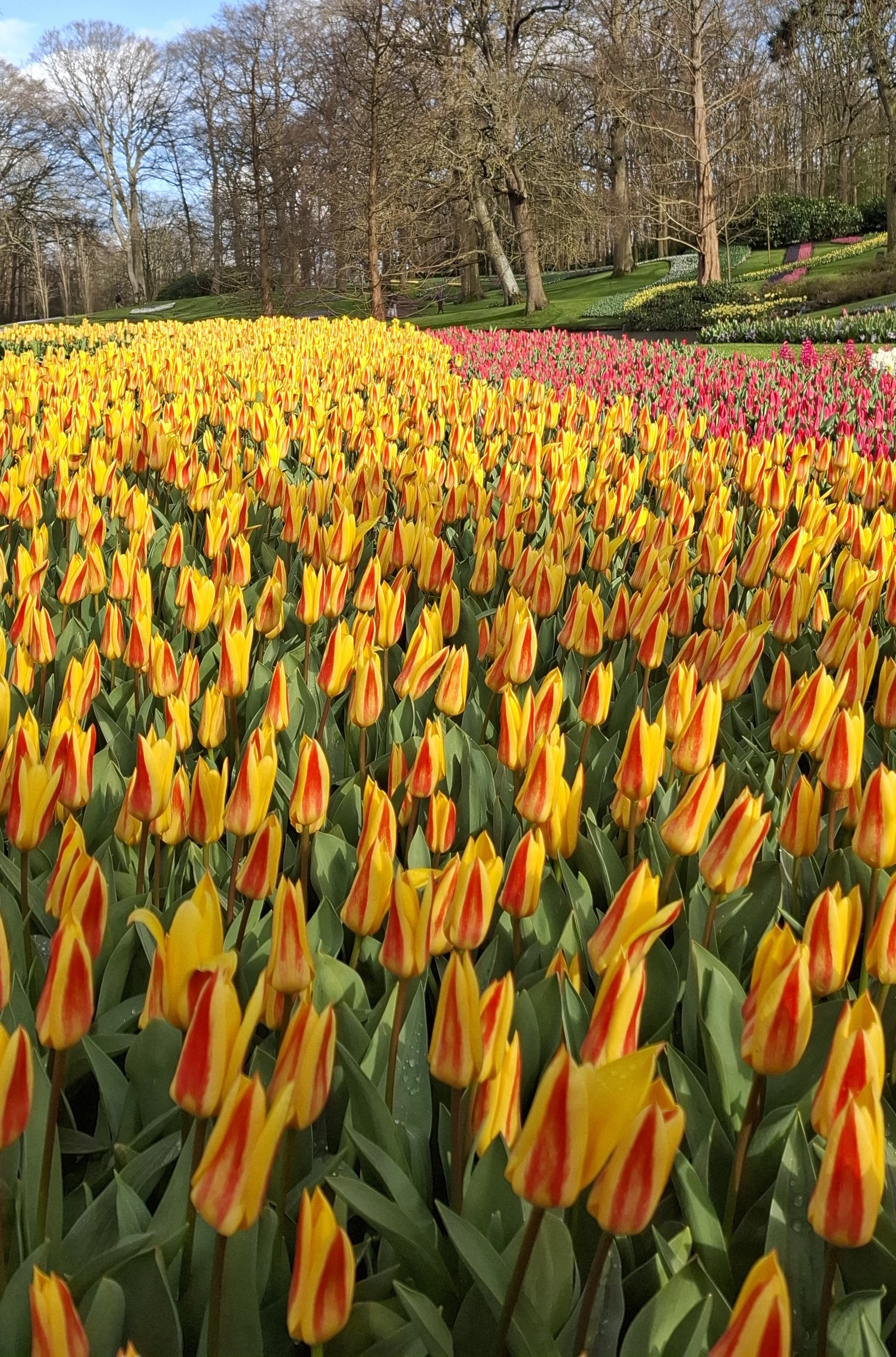 Keukenhof Gardens, Amsterdam